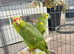 Stunning baby red lord Amazon parrot