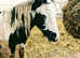 My own personal pony for sale tobiano CHAPS reg  rising 3 year old filly