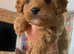 F2B Cavapoochon puppy for sale £1500 LAST ONE LEFT