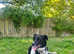 Rescued mix breed, 2y&1/2, fem, loving and loyal