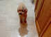 Toy poodle boy