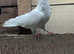 High flyer rollers pigeon