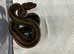 CA Reverse Stripe Motley 66% pos het RDR Anery / Nic T+ albino.