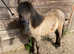 Gorgeous Dartmoor Dun Yearling Colt For Sale