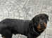 Rottweiler female for sale