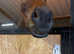 Beautiful big bay allrounder gelding