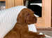 Hungarian WIRE HAIRED vizsla puppies PRICE REDUCTION