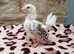 Sweet 4-Week-Old Serama Rooster Chick