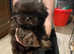 imperial karishishi shih tzu dobie carriers