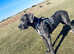 9 month old Great Dane