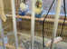 Bonded pair Recessive pied Budgies