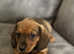 KC registered miniature dachshund puppies