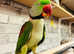 Stunning male alexandrine parrot Hundred percent feathers
