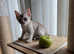 Singapura kittens
