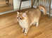 GCCF registered British Shorthair and Longhair Chocolate and Black Golden kittens