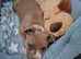 Staffordshire Bull Terrier pup