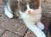 2 mainecoon kittens ready now