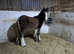 Shire x cob filly