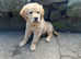 Beautiful golden retriever boy