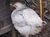 Sussex Star Pullets 15 weeks old £15 each Also 1 cockerel available