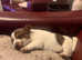 Brown & White 11wk old girl Jack Russell