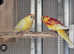 Rosa bourke And red rumps wanted