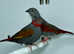 Beautiful pair of Red-winged pytilia finches