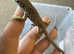 European eye lizard het melanistic for only £75 each