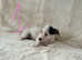 Selham Cross terrier