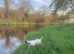 Pointer Puppies Exceptional bloodlines