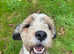Beautiful Tibetan terrier