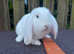 Amazing French lops for sale