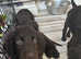 Irish water spaniel puppy