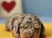Stunning KC Registered Dachshund Puppies - Dappled & Chocolate Tan