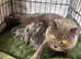 British shorthair kittens