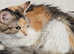 Beautiful cat