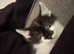 Boy kitten