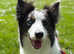 Pedigree Blue Tricolour Border Collie