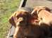 Lovely vizslas ready to go KC Register!!!!!!One girl left !