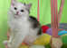 *RARE* Kurilian bobtail kitten available