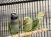 Beautiful young darbyan parrot
