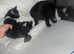Black little kittens and two adults