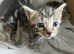 3 tabby boy kittens