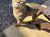 Last boy kitten ready now
