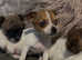 Jack Russell pups for sale