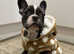 French Bulldog - 12 months old for sale