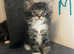 Beautiful Maine Coon kittens