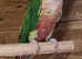 CONURES