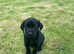 First class Labrador Puppies