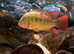 Red terror cichlids